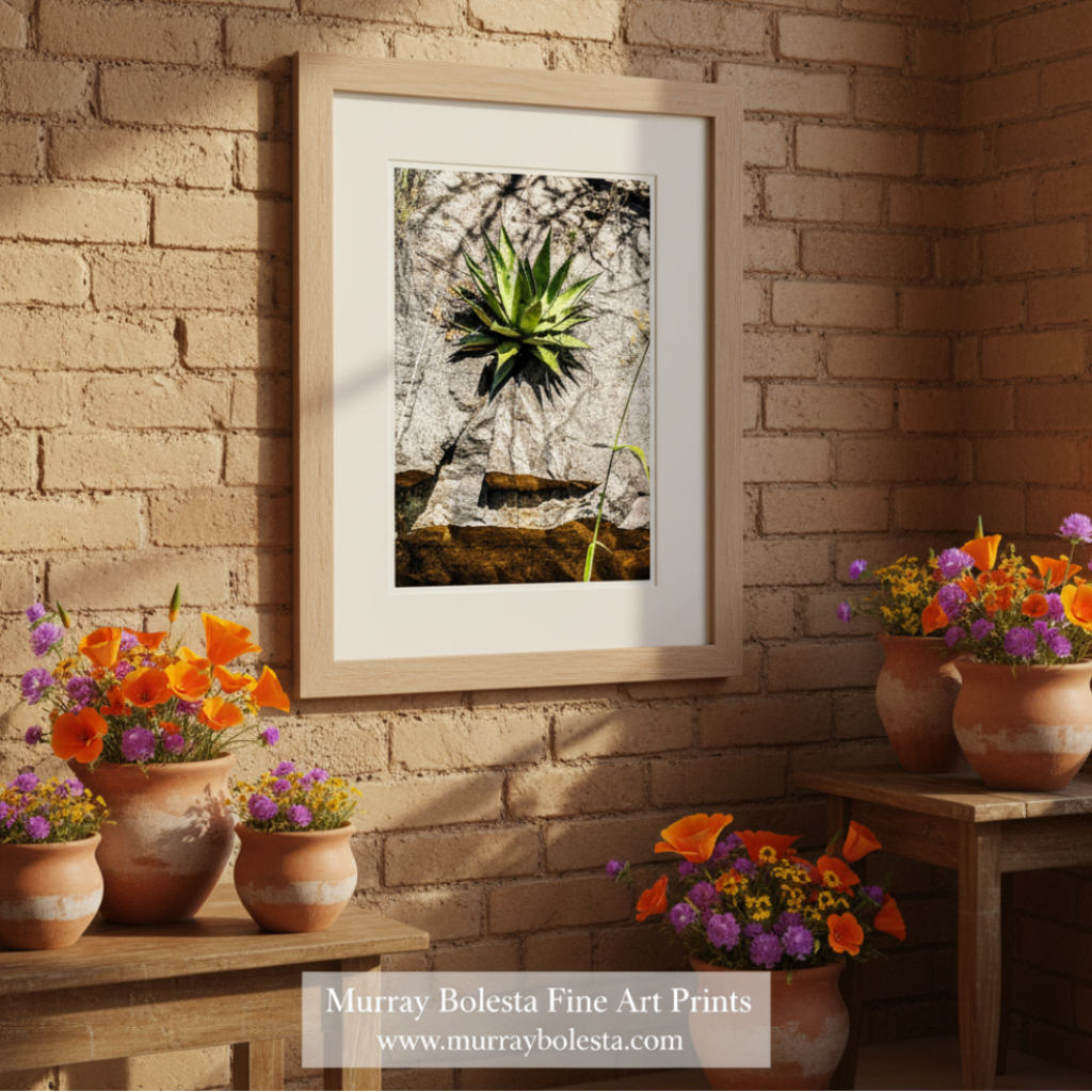 Desert Agave Century Plant Art in Arizona Desert at Mexico Border by Murray Bolesta