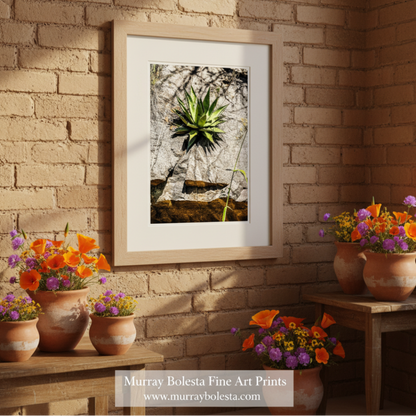 Desert Agave Century Plant Art in Arizona Desert at Mexico Border by Murray Bolesta