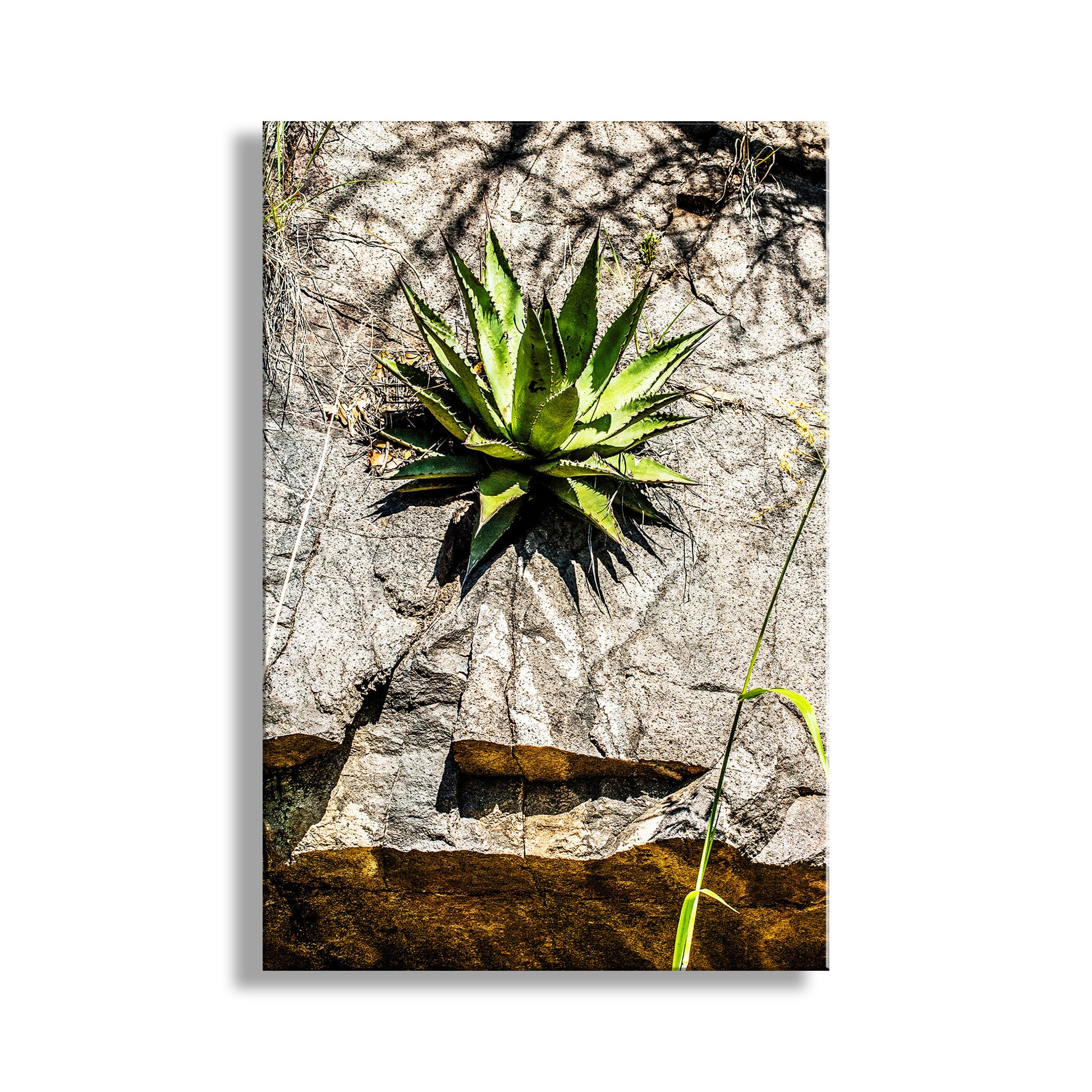 Desert Agave Century Plant Art in Arizona Desert at Mexico Border