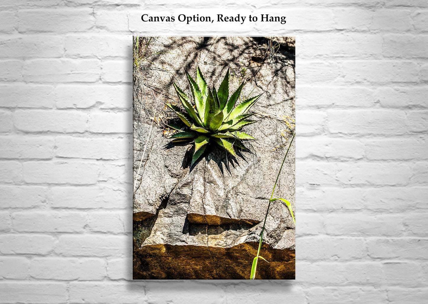 Desert Agave Century Plant Art in Arizona Desert at Mexico Border