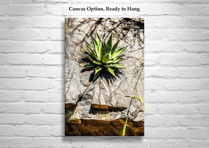 Desert Agave Century Plant Art in Arizona Desert at Mexico Border