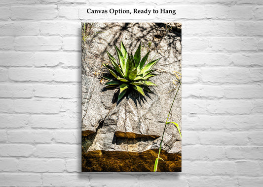 Desert Agave Century Plant Art in Arizona Desert at Mexico Border