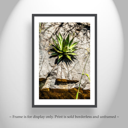 Desert Agave Century Plant Art in Arizona Desert at Mexico Border