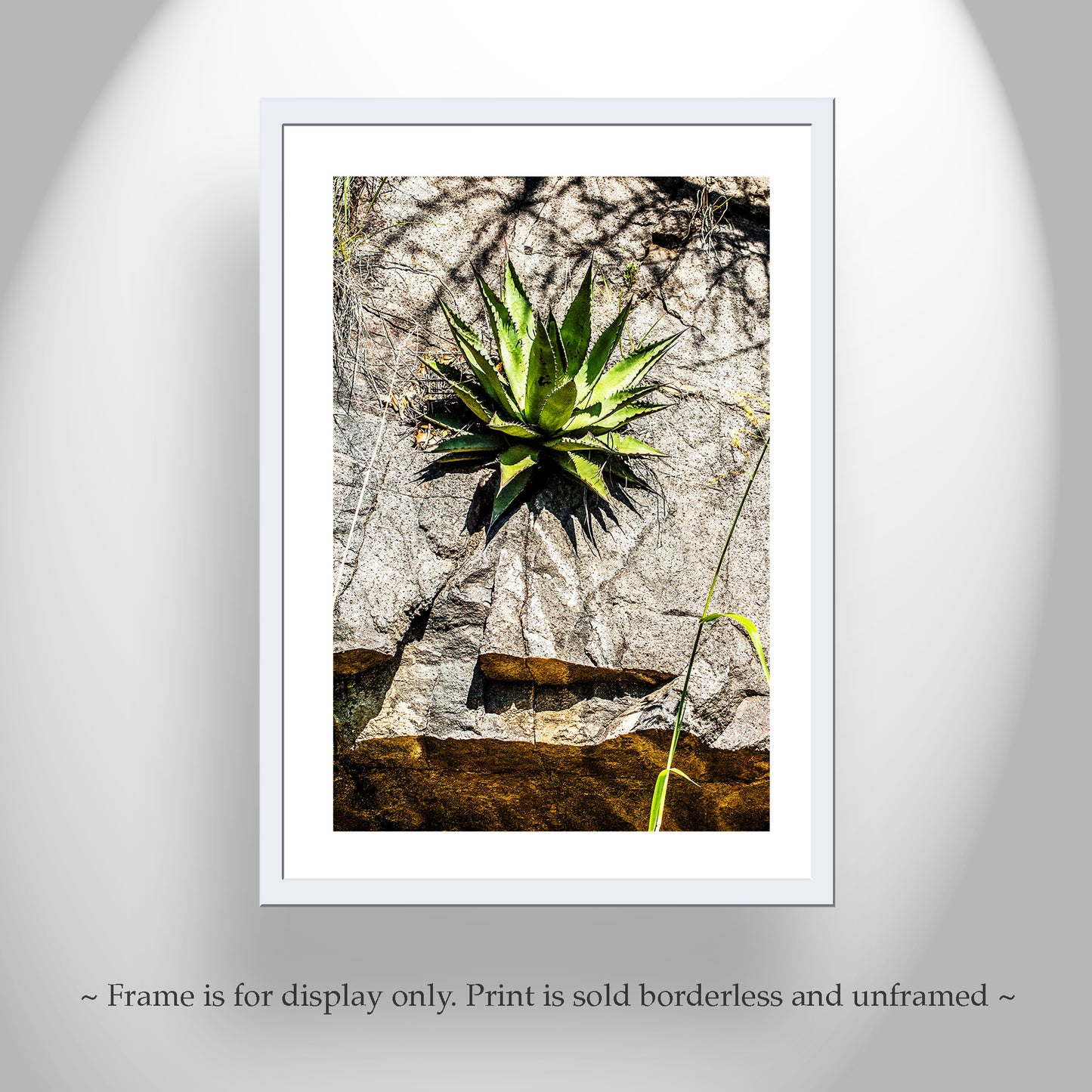 Desert Agave Century Plant Art in Arizona Desert at Mexico Border