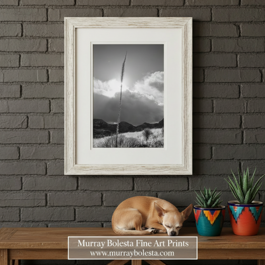 Black and white landscape with a tall plant against a cloudy sky. Arizona Desert Mountain Agave Sunset Art Print in Black & White by Murray Bolesta