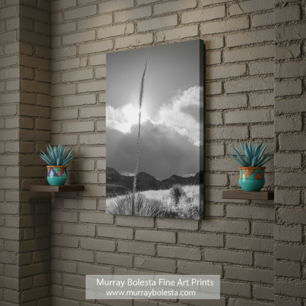 Black and white landscape with a tall plant against a cloudy sky. Arizona Desert Mountain Agave Sunset Art Print in Black & White by Murray Bolesta