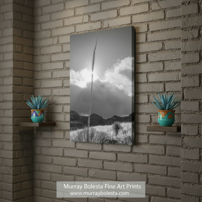 Black and white landscape with a tall plant against a cloudy sky. Arizona Desert Mountain Agave Sunset Art Print in Black & White by Murray Bolesta