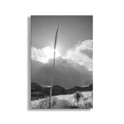 Black and white landscape with a tall plant against a cloudy sky. Arizona Desert Mountain Agave Sunset Art Print in Black & White