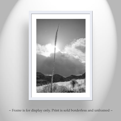 Arizona Desert Mountain Agave Sunset Art Print in Black & White