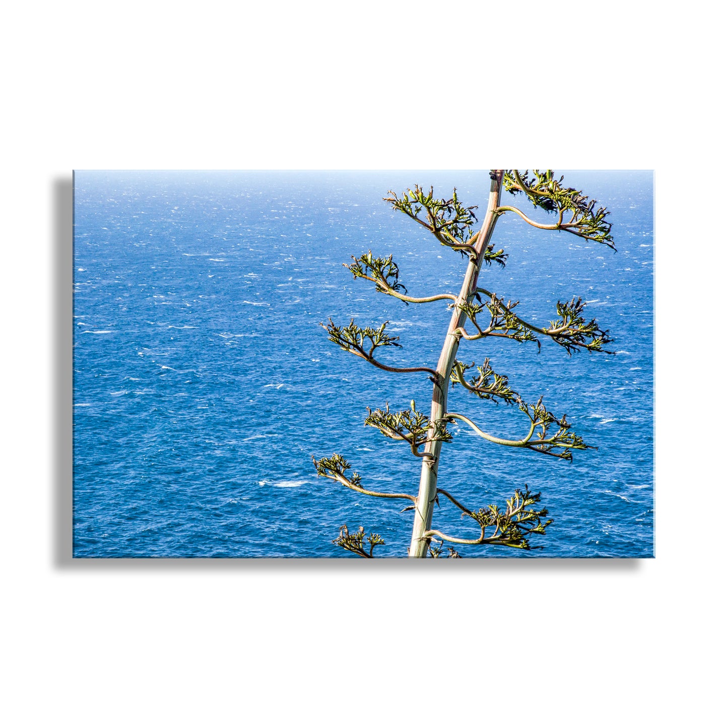 Tree branch with green leaves against a blue ocean background. Big Sur California Ocean Photograph with Agave Century Plant