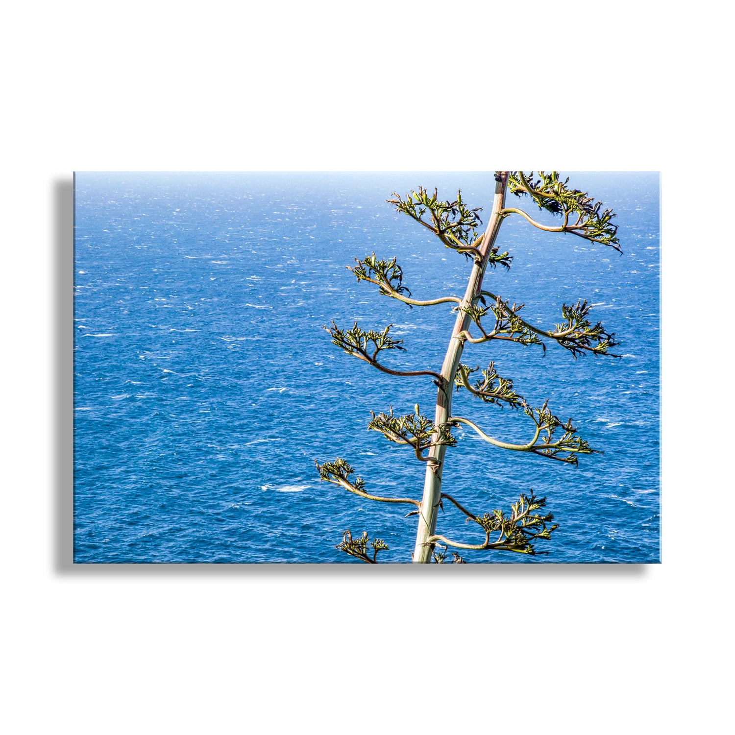 Tree branch with green leaves against a blue ocean background. Big Sur California Ocean Photograph with Agave Century Plant