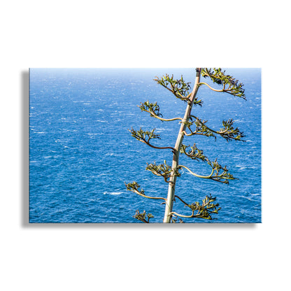 Tree branch with green leaves against a blue ocean background. Big Sur California Ocean Photograph with Agave Century Plant