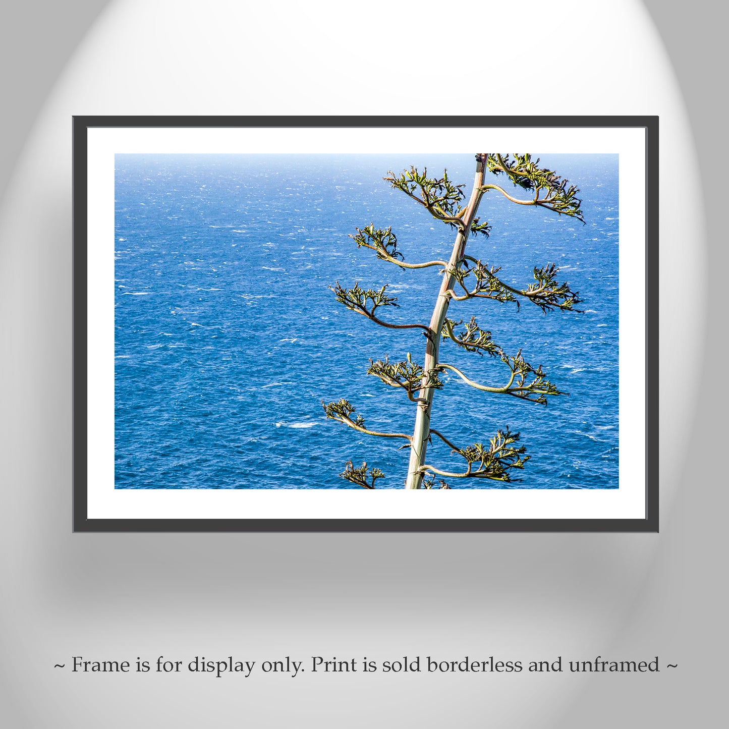 Big Sur California Ocean Photograph with Agave Century Plant