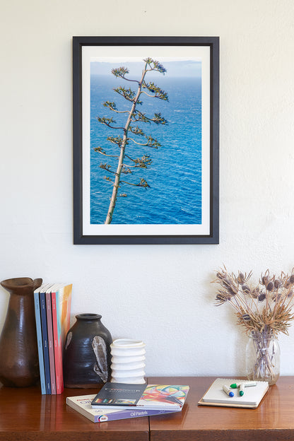 Big Sur Coastal Agave Century Plant as Ocean Photography