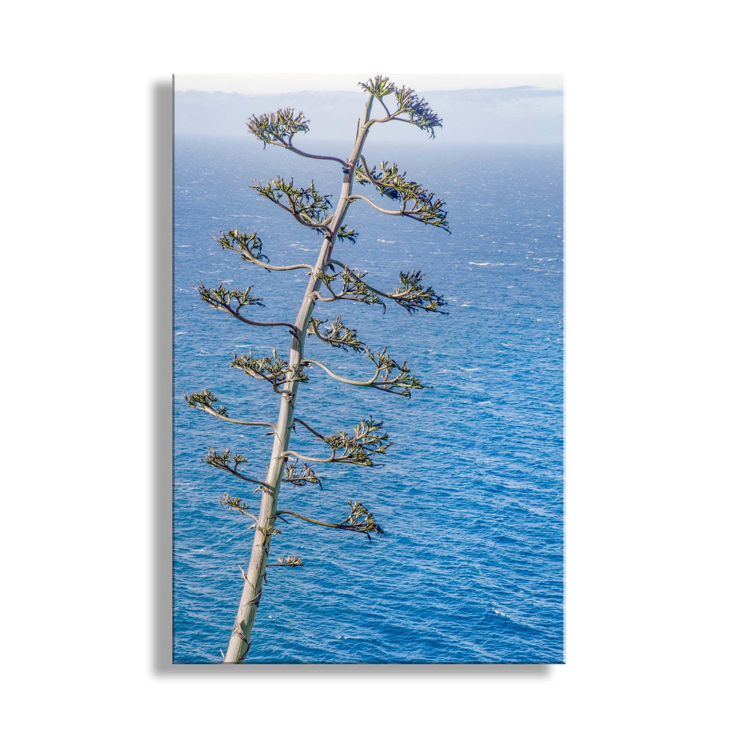 Tree branch with blue flowers against a blue ocean background. Beautiful Pacific Ocean photography! My vertical Big Sur seascape print with a cliffside agave plant! This scene is a celebration of the spectacular, elemental California coast.&nbsp; Original, unique signed art by Murray Bolesta!