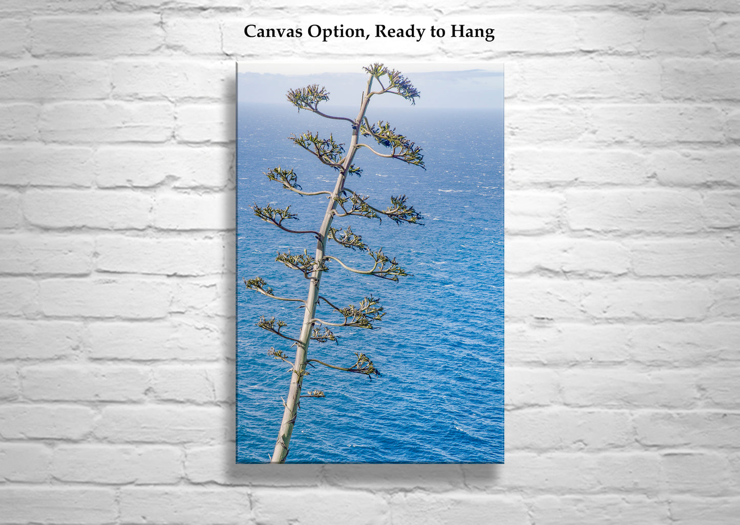 Big Sur Coastal Agave Century Plant as Ocean Photography