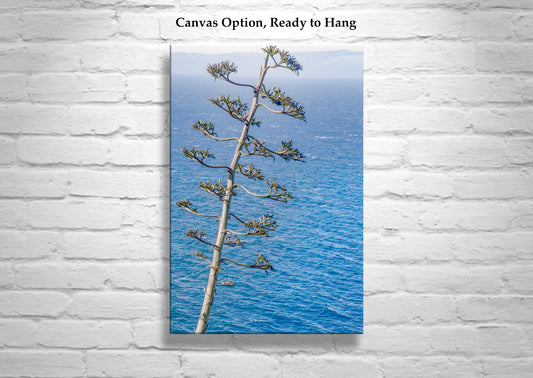 Big Sur Coastal Agave Century Plant as Ocean Photography