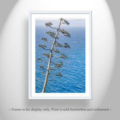Big Sur Coastal Agave Century Plant as Ocean Photography