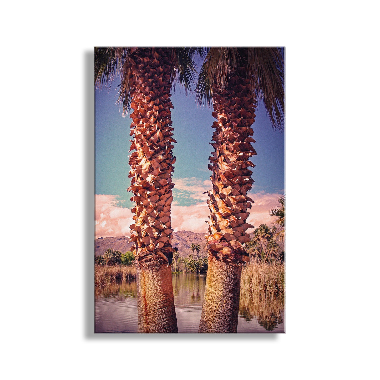 Agua Caliente Park Tucson Arizona Desert Oasis Art Print