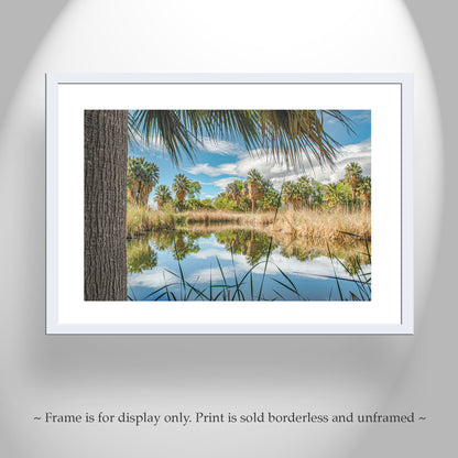 Desert Oasis at Agua Caliente Park Tucson Arizona Wall Decor