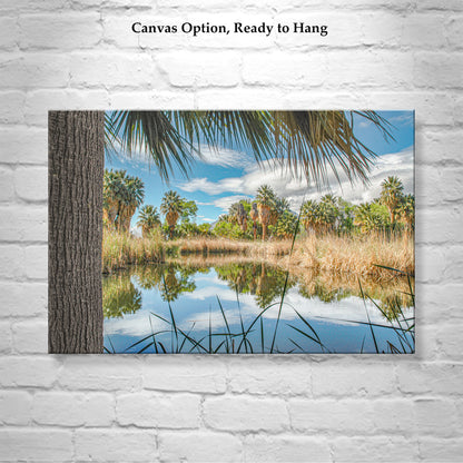 Desert Oasis at Agua Caliente Park Tucson Arizona Wall Decor