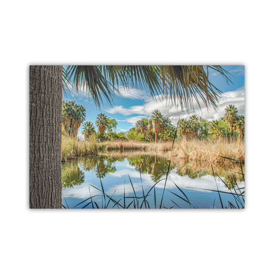 Desert Oasis at Agua Caliente Park Tucson Arizona Wall Decor