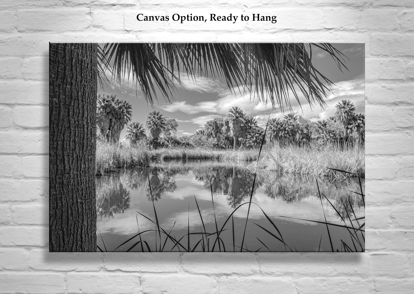 Desert Oasis Art for Sale at Agua Caliente Park Tucson in Black & White