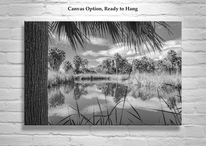 Desert Oasis Art for Sale at Agua Caliente Park Tucson in Black & White