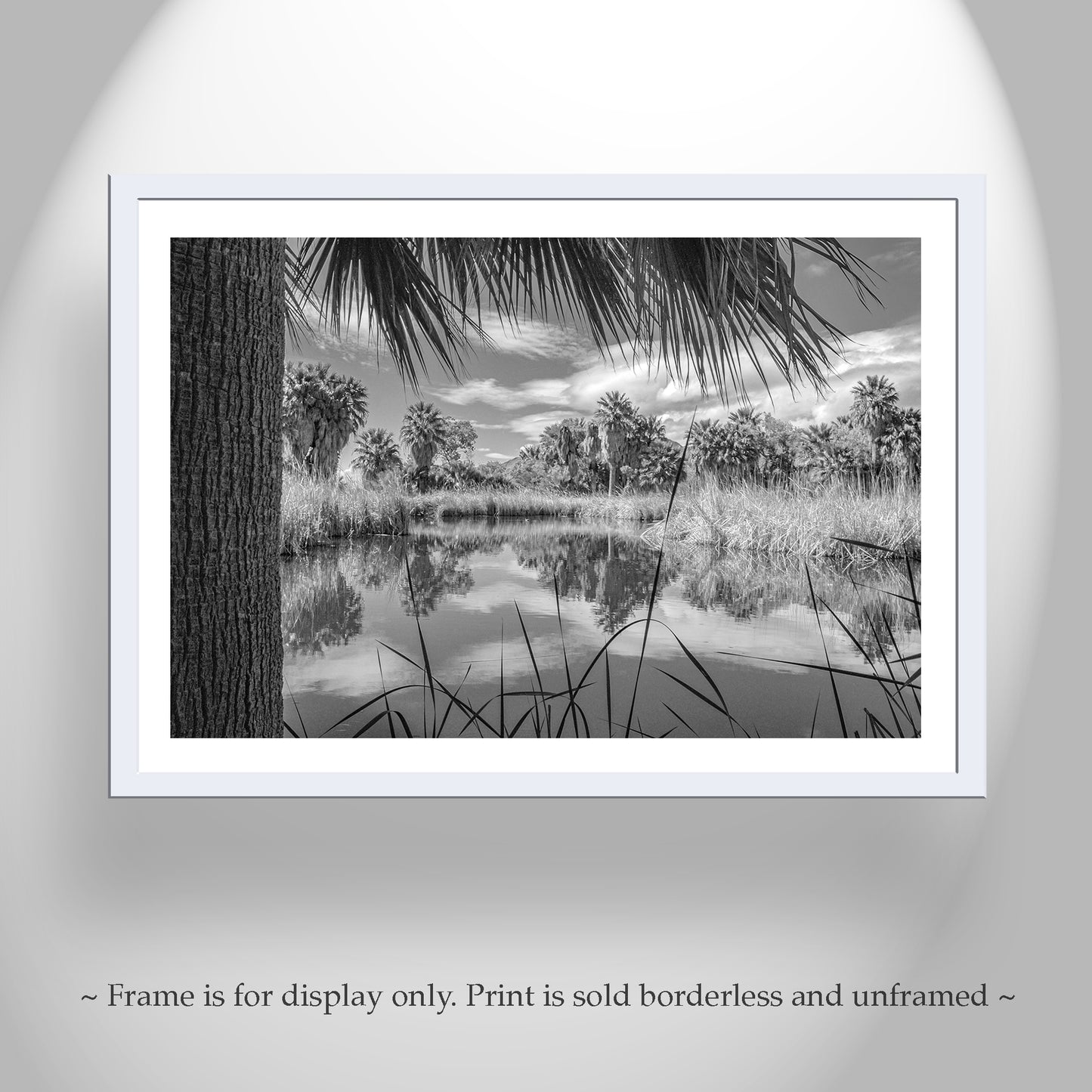 A black and white photograph of a tranquil pond surrounded by palm trees and reeds, framed in a white border. Desert Oasis Art for Sale at Agua Caliente Park Tucson in Black & White