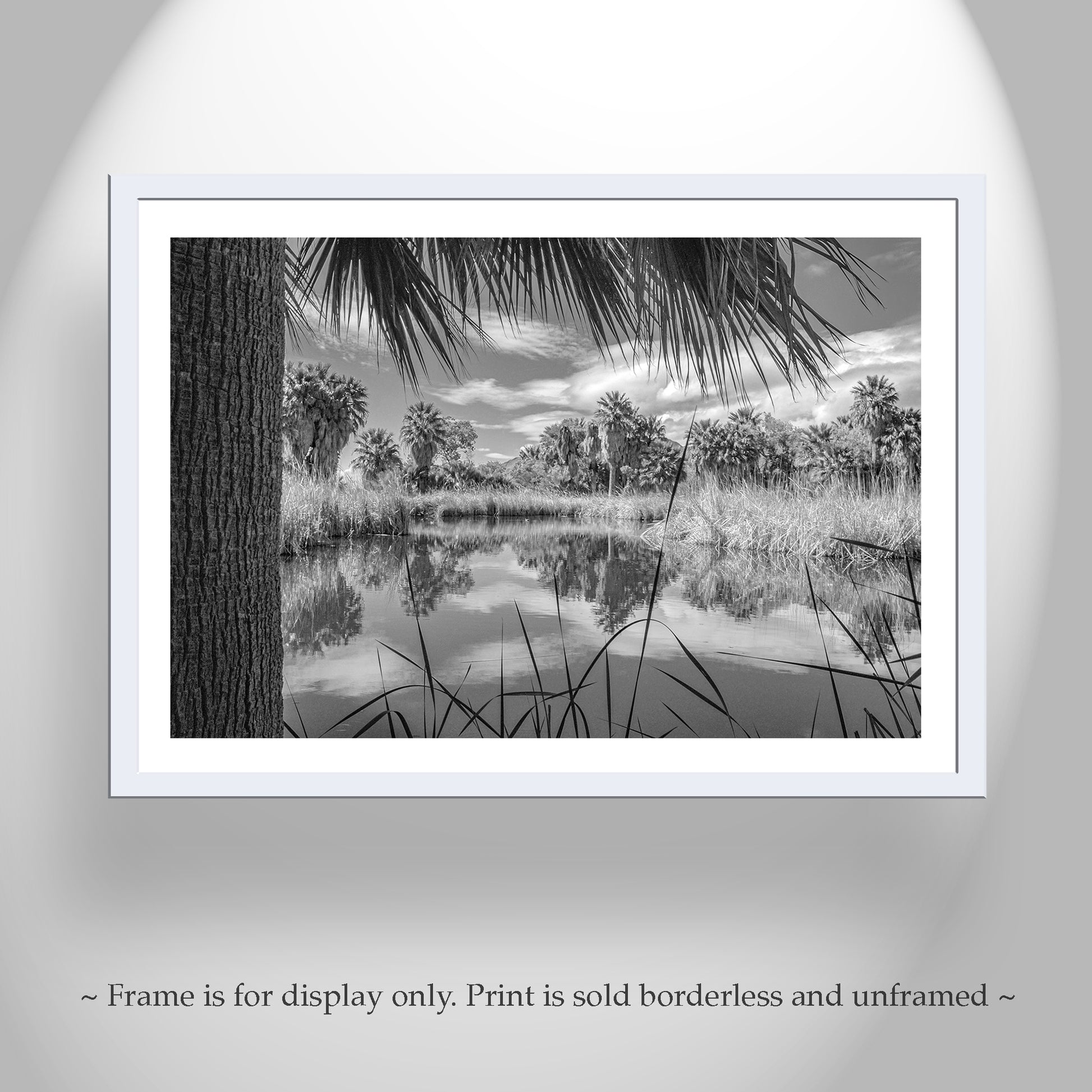 A black and white photograph of a tranquil pond surrounded by palm trees and reeds, framed in a white border. Desert Oasis Art for Sale at Agua Caliente Park Tucson in Black & White