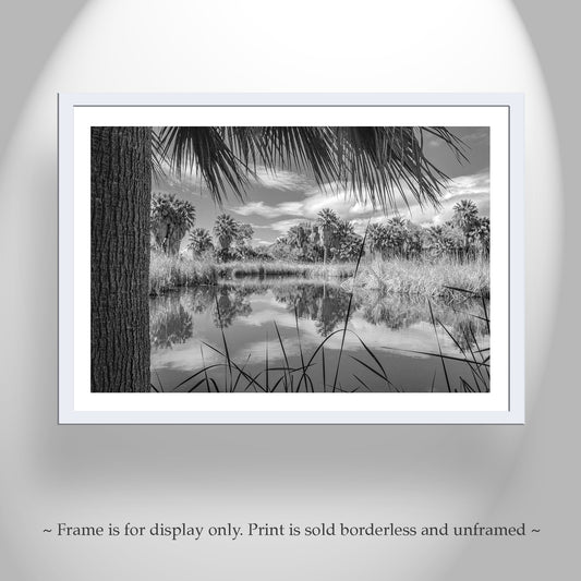 A black and white photograph of a tranquil pond surrounded by palm trees and reeds, framed in a white border. Desert Oasis Art for Sale at Agua Caliente Park Tucson in Black & White