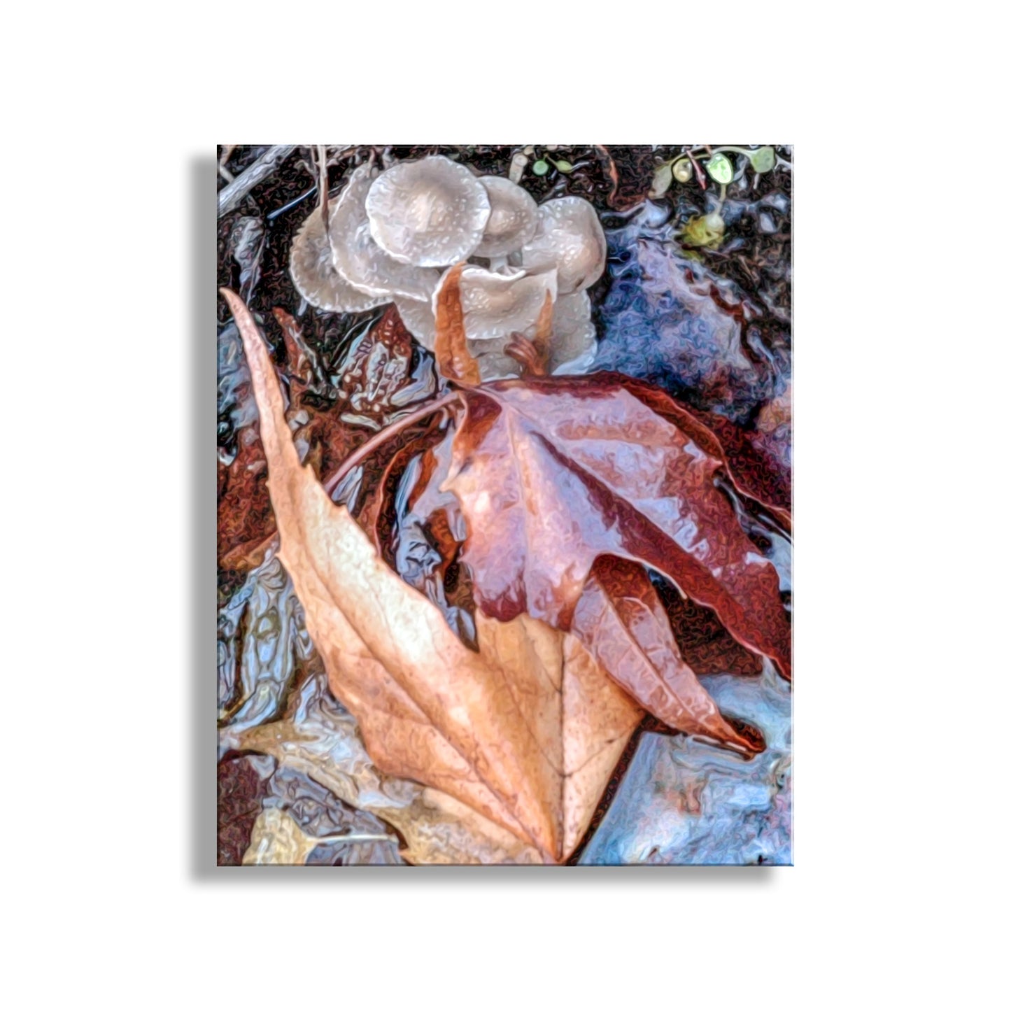 Arizona Canyon Oasis Autumn Nature Photography with Wild Mushrooms