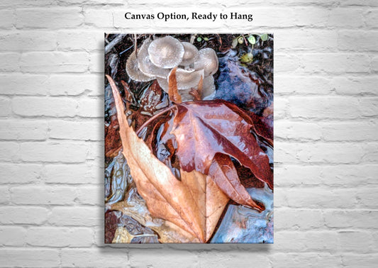 Arizona Canyon Oasis Autumn Nature Photography with Wild Mushrooms