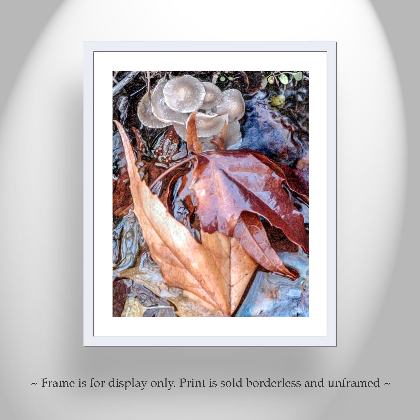 Arizona Canyon Oasis Autumn Nature Photography with Wild Mushrooms