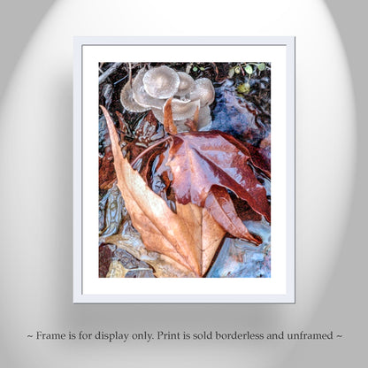 Arizona Canyon Oasis Autumn Nature Photography with Wild Mushrooms