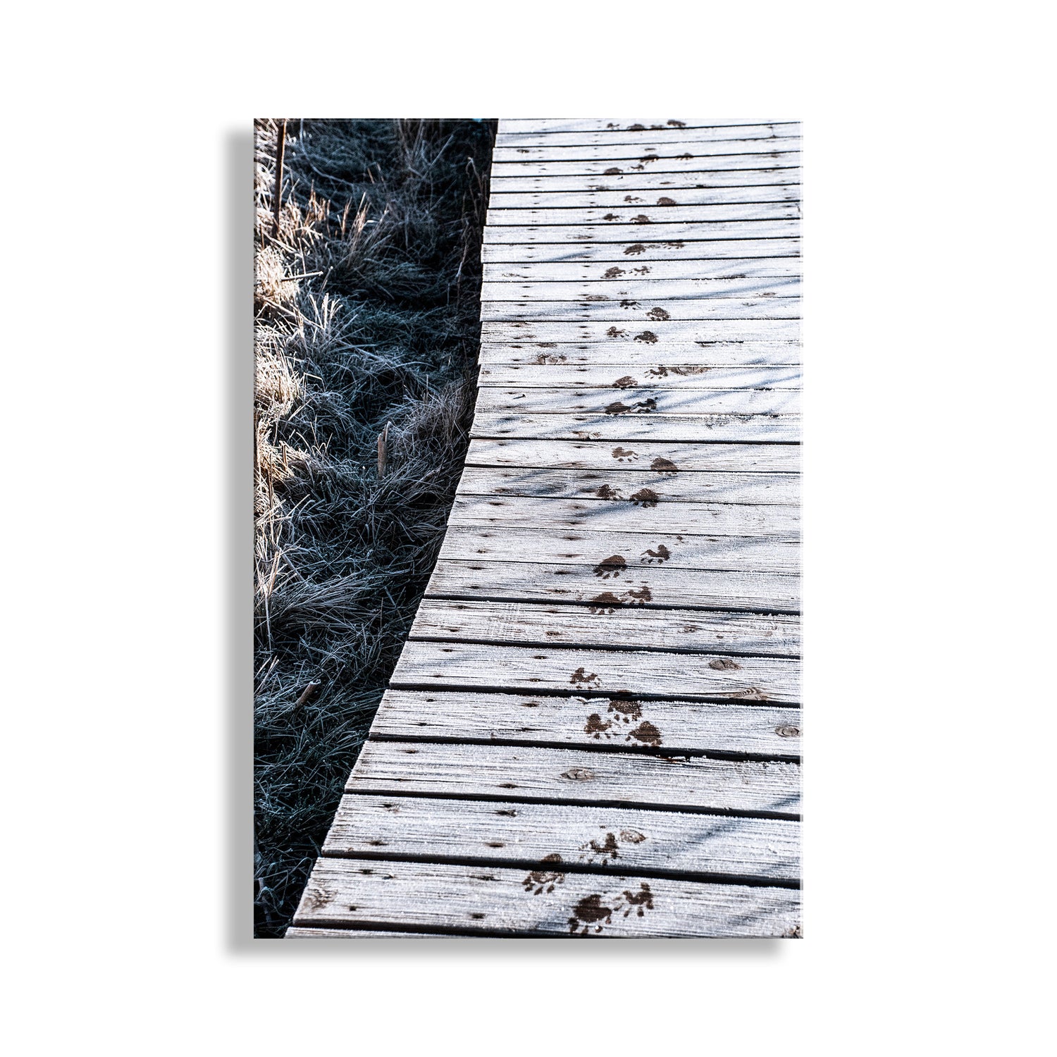 My slightly surreal art for animal lovers everywhere! These are animal tracks on a frosty wetlands boardwalk in a remote, wintry wildlife refuge on the Arizona-Mexico border! This small southwestern USA mammal may have been a ringtail cat or a coatimundi. Original, unique signed art by Murray Bolesta.