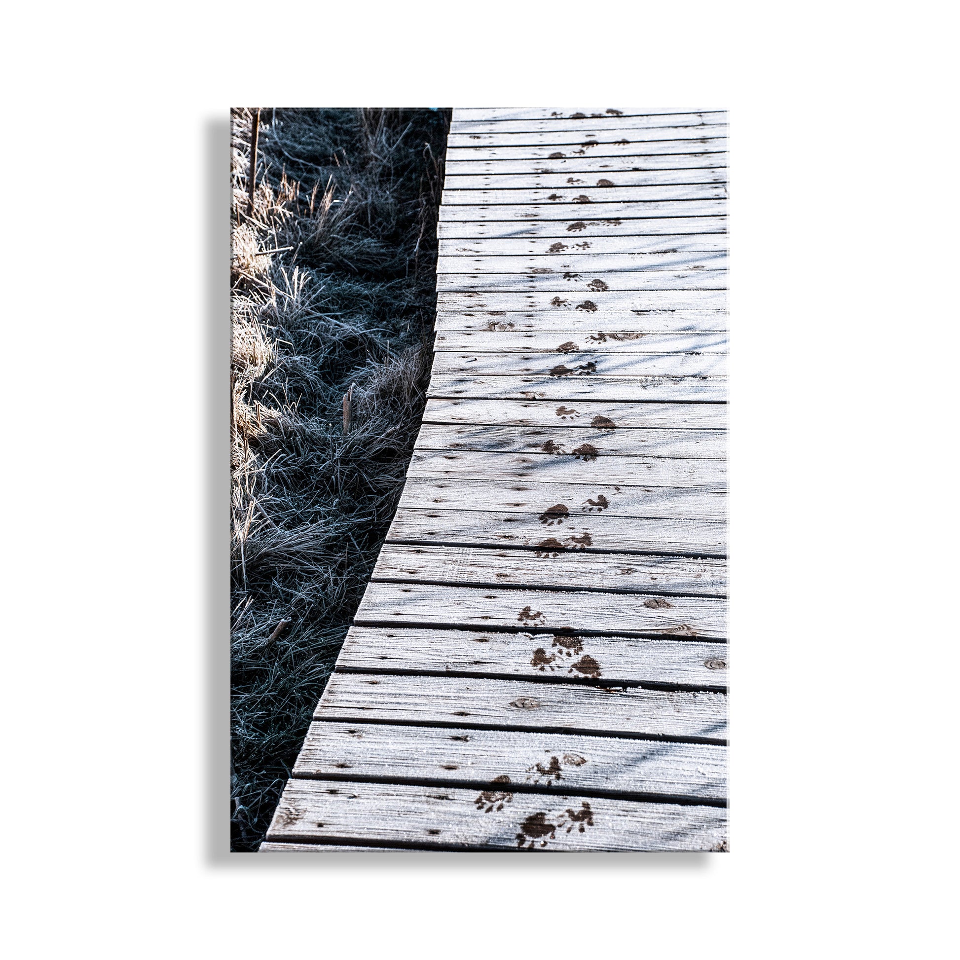 My slightly surreal art for animal lovers everywhere! These are animal tracks on a frosty wetlands boardwalk in a remote, wintry wildlife refuge on the Arizona-Mexico border! This small southwestern USA mammal may have been a ringtail cat or a coatimundi. Original, unique signed art by Murray Bolesta.