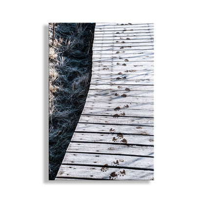 My slightly surreal art for animal lovers everywhere! These are animal tracks on a frosty wetlands boardwalk in a remote, wintry wildlife refuge on the Arizona-Mexico border! This small southwestern USA mammal may have been a ringtail cat or a coatimundi. Original, unique signed art by Murray Bolesta.