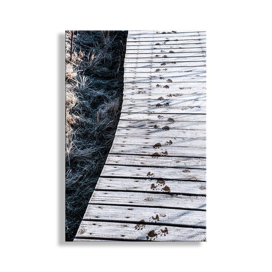 My slightly surreal art for animal lovers everywhere! These are animal tracks on a frosty wetlands boardwalk in a remote, wintry wildlife refuge on the Arizona-Mexico border! This small southwestern USA mammal may have been a ringtail cat or a coatimundi. Original, unique signed art by Murray Bolesta.