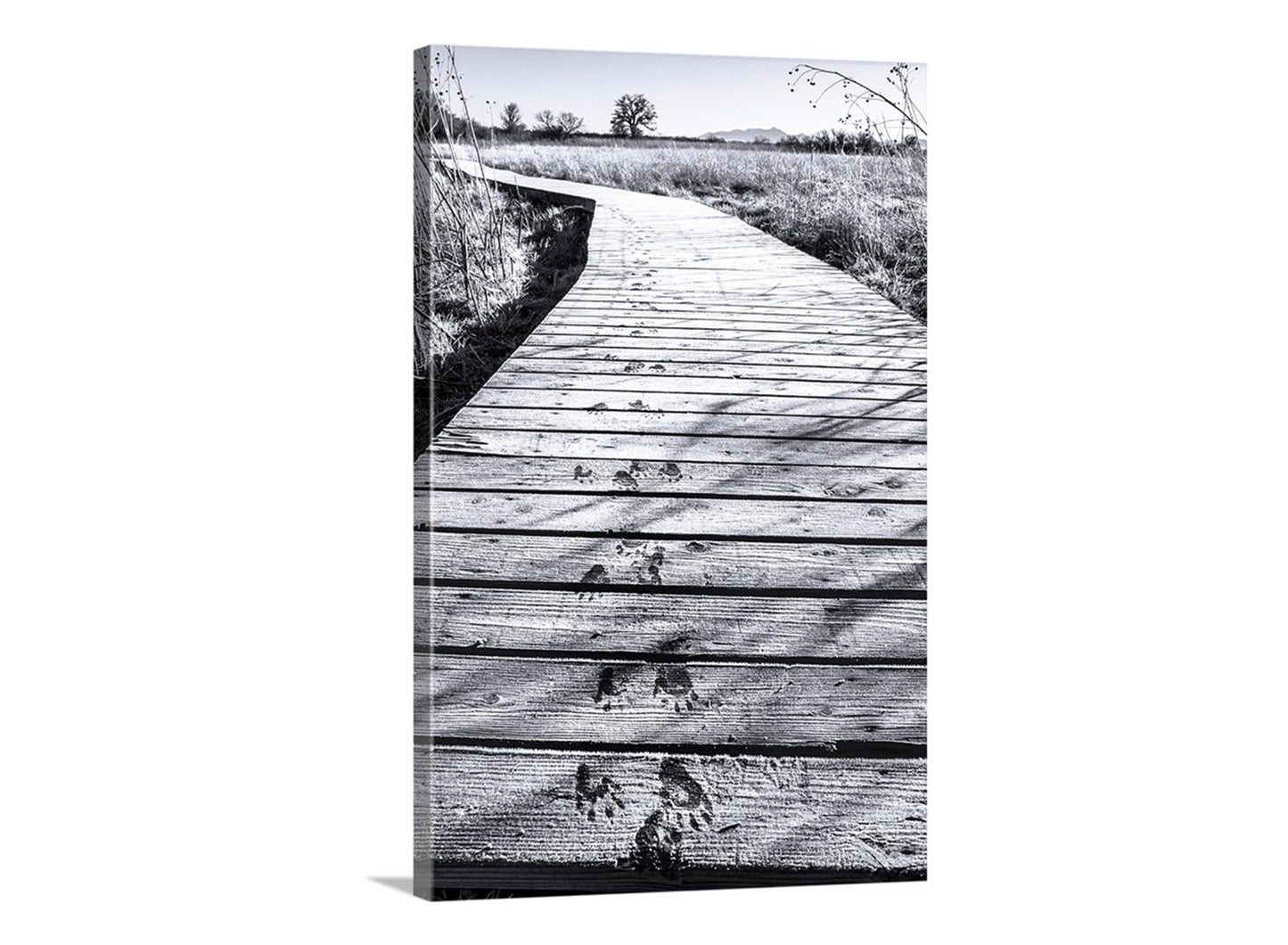 Black and white photo of a wooden boardwalk leading into a field. My unique, surreal art for animal lovers everywhere! These are animal tracks on a frosty wetlands boardwalk in a remote, wintry wildlife refuge on the Arizona-Mexico border! This small southwestern USA mammal may have been either a ringtail cat or a coatimundi. Original, unique signed art by Murray Bolesta.