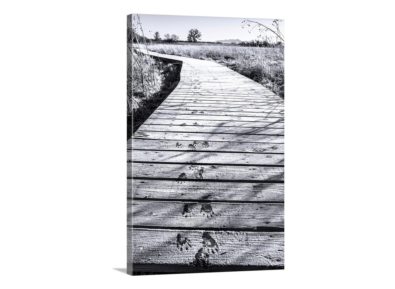 Black and white photo of a wooden boardwalk leading into a field. My unique, surreal art for animal lovers everywhere! These are animal tracks on a frosty wetlands boardwalk in a remote, wintry wildlife refuge on the Arizona-Mexico border! This small southwestern USA mammal may have been either a ringtail cat or a coatimundi. Original, unique signed art by Murray Bolesta.