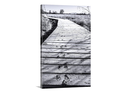 Black and white photo of a wooden boardwalk leading into a field. My unique, surreal art for animal lovers everywhere! These are animal tracks on a frosty wetlands boardwalk in a remote, wintry wildlife refuge on the Arizona-Mexico border! This small southwestern USA mammal may have been either a ringtail cat or a coatimundi. Original, unique signed art by Murray Bolesta.
