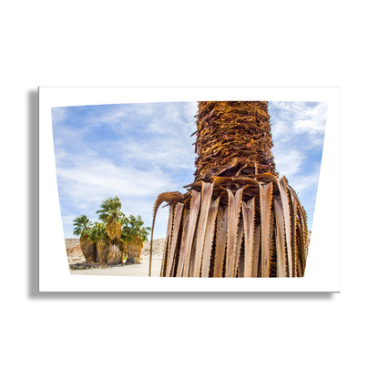 Close-up of a palm tree trunk with a blue sky and clouds in the background. Desert Palm Trees Wall Decor in Anza Borrego California Desert