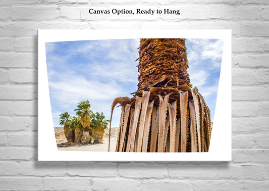 Desert Palm Trees Wall Art | Anza Borrego California Print