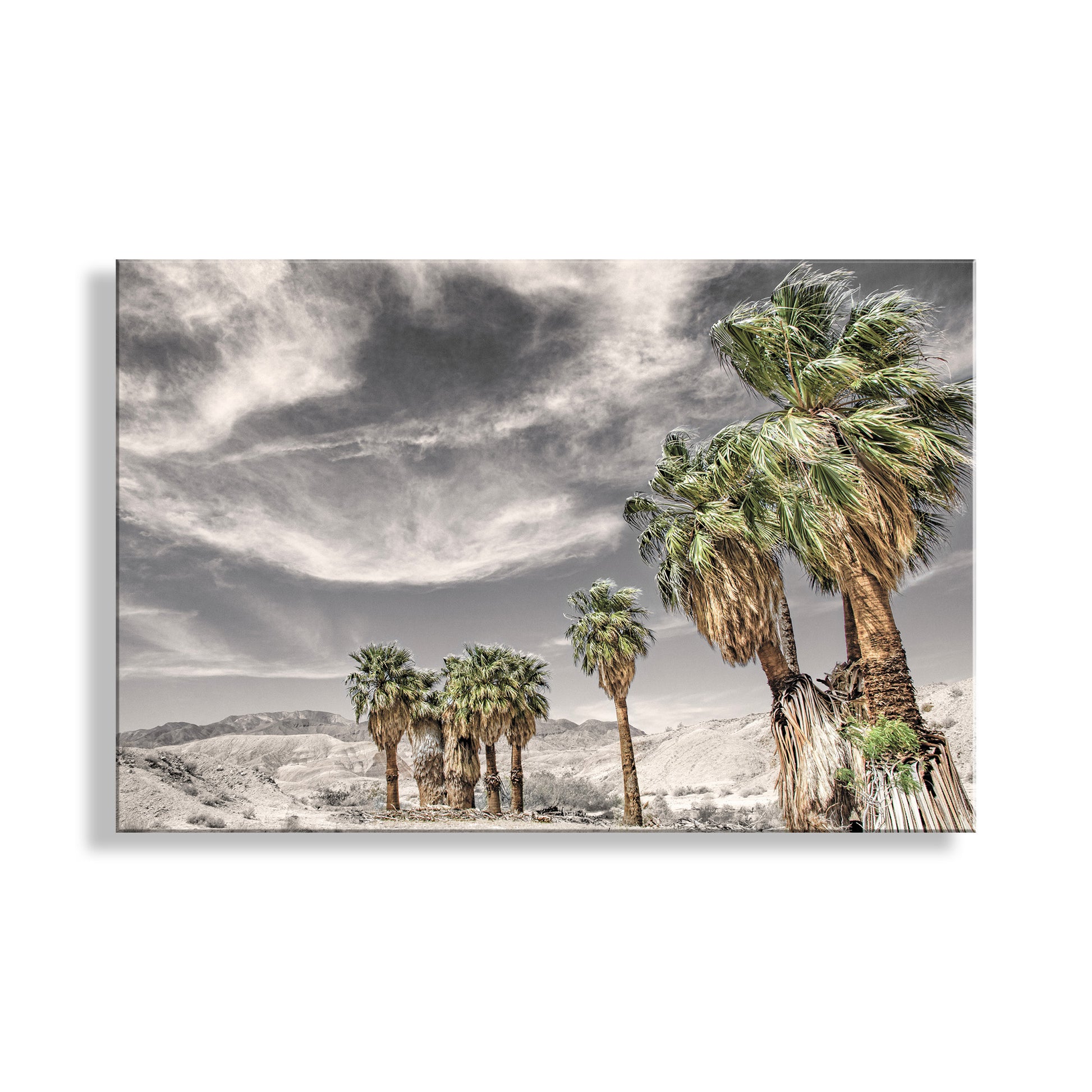 Palm trees under a dramatic sky with dark clouds and a white background. Anza Borrego Desert State Park Southern California Palm Trees Fine Art Print