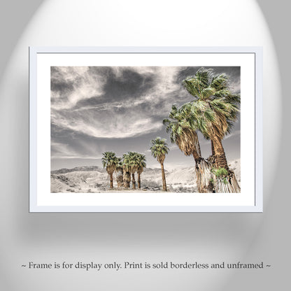 Anza Borrego Desert Palm Trees Sepia Landscape Photography Print