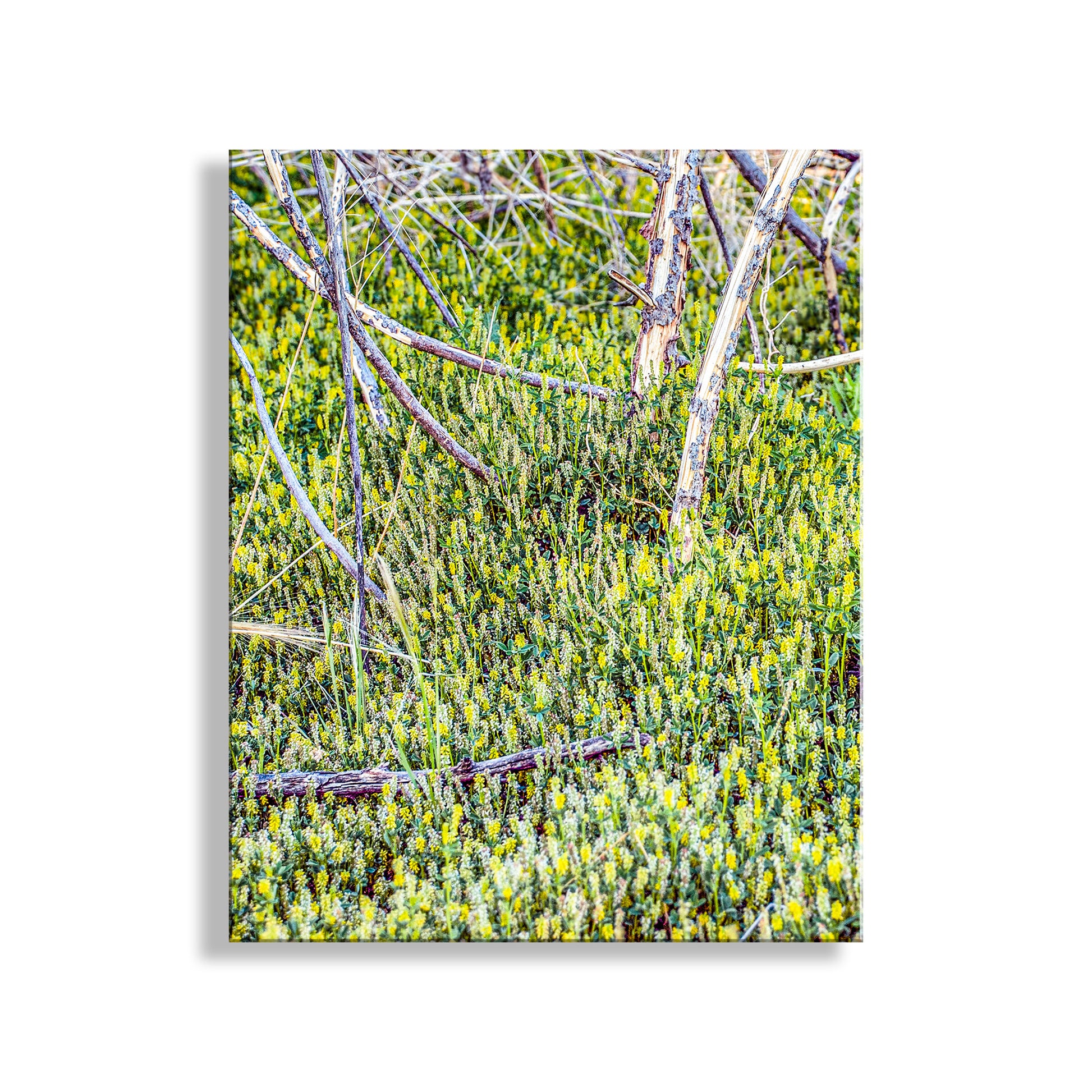 Beautiful nature art from southern Arizona! This is precious watery Arivaca Cienega of Buenos Aires National Wildlife Refuge. The flowers may be yellow lupine, can you confirm?&nbsp; Original, unique signed art by Murray Bolesta!