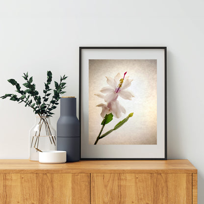 Minimalist Flower Art Print with Christmas Cactus Blossom by Murray Bolesta!