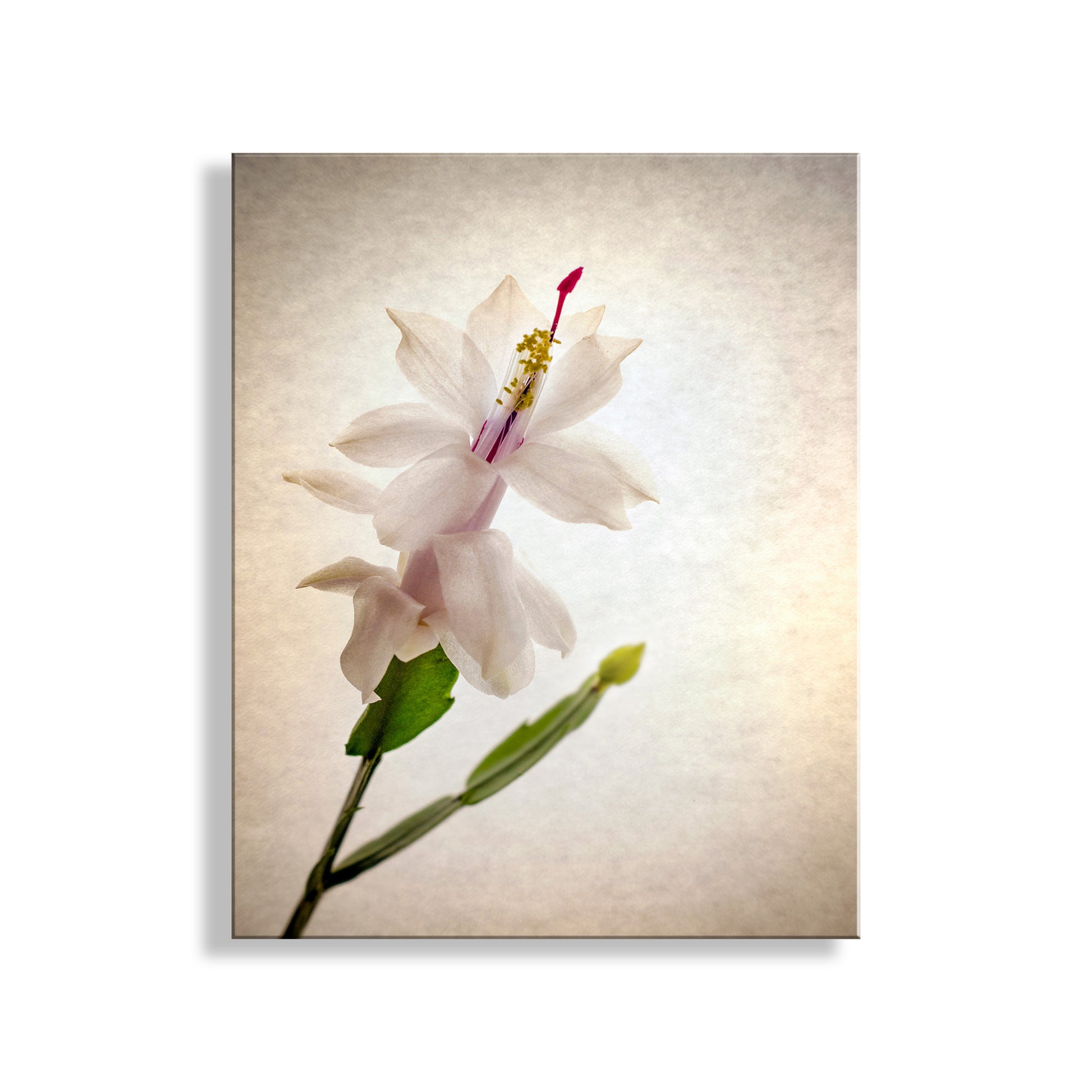 White flower with green leaves on a textured beige background. Minimalist Flower Photography with Christmas Cactus Blossom by Murray Bolesta!