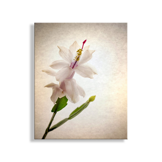 White flower with green leaves on a textured beige background. Minimalist Flower Photography with Christmas Cactus Blossom by Murray Bolesta!